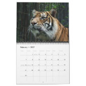 Sumatran Tiger Kalender (Feb 2027)