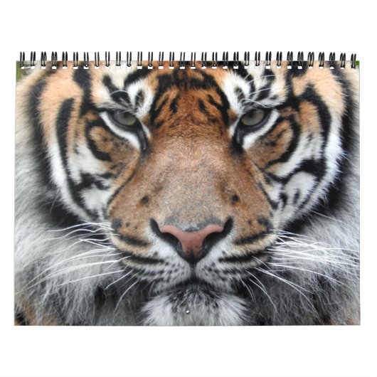 Sumatran Tiger Kalender (Titelbild)