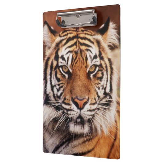 Sumatran Tiger Klemmbrett (Links)