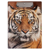 Sumatran Tiger Klemmbrett (Vorderseite)