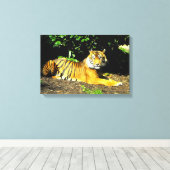 Sumatran-Tiger Leinwanddruck (Insitu (Holzboden))