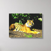Sumatran-Tiger Leinwanddruck (Vorderseite)