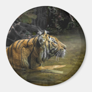 Sumatran Tiger LICHT DES TIGERS Magnet