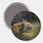 Sumatran Tiger LIGHT THE TIGER Magnet (Vorderseite/Rückseite)