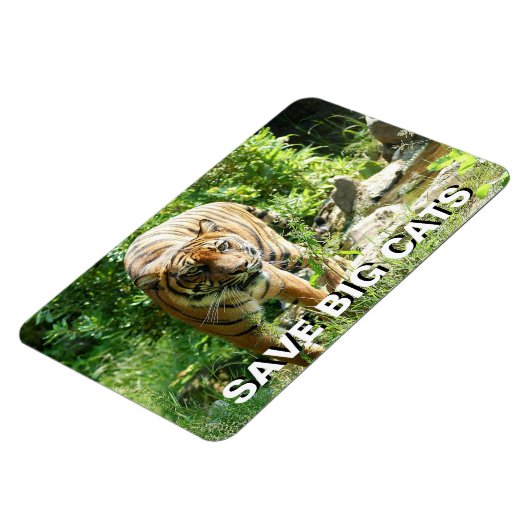 Sumatran Tiger Magnet (Linke Seite)