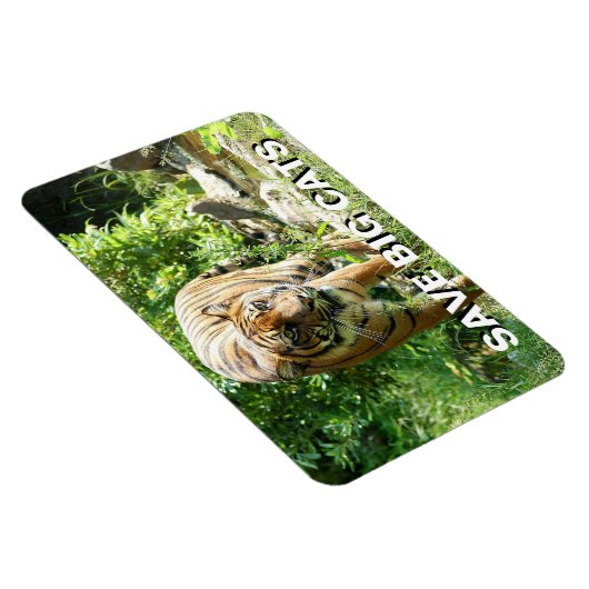 Sumatran Tiger Magnet (Rechte Seite)