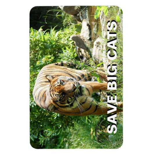 Sumatran Tiger Magnet (Vertikal)