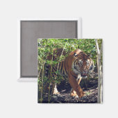 Sumatran Tiger Magnet (Vorderseite/Rückseite)