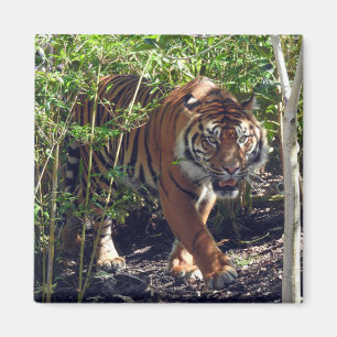 Sumatran Tiger Magnet