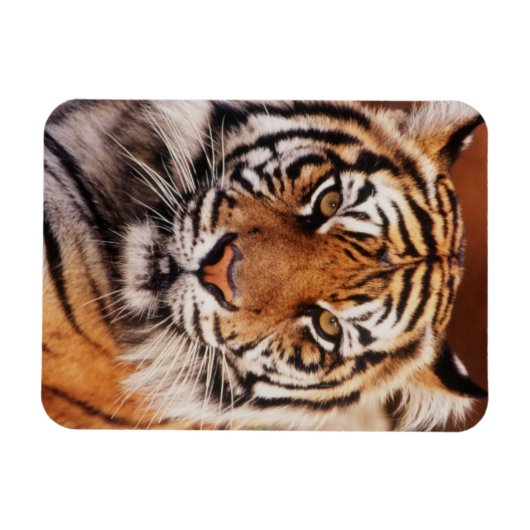 Sumatran Tiger Magnet (Horizontal)