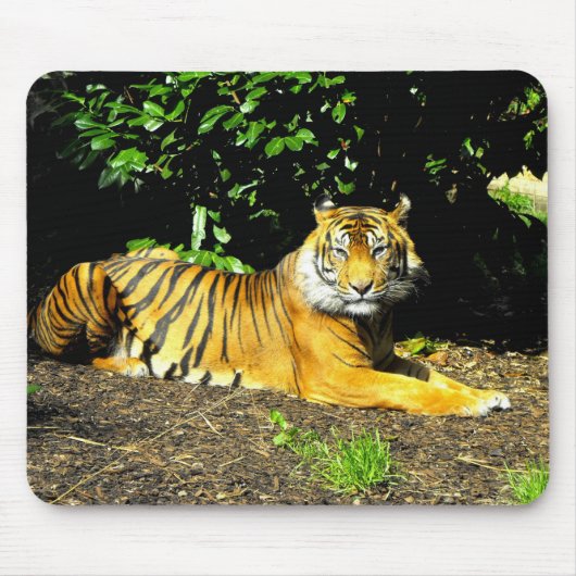 Sumatran-Tiger Mousepad (Vorne)