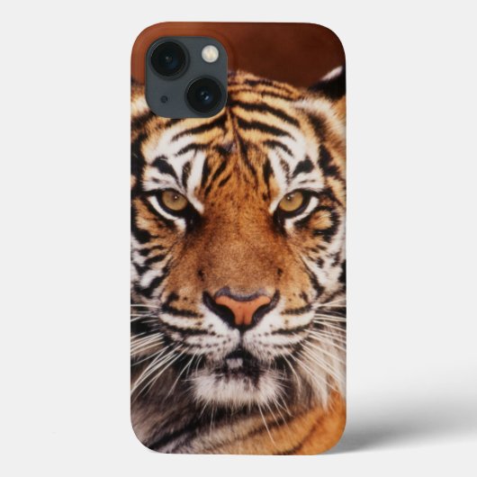 Sumatran Tiger, Panthera der Tigris Case-Mate iPhone Hülle (Rückseite)