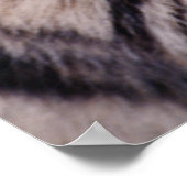 Sumatran Tiger, Panthera tigris Poster (Ecke)