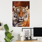 Sumatran Tiger, Panthera tigris Poster (Heimbüro)