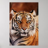 Sumatran Tiger, Panthera tigris Poster (Vorne)