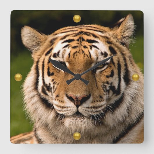 Sumatran Tiger Portrait Quadratische Wanduhr (Vorderseite)