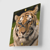 Sumatran Tiger Portrait Quadratische Wanduhr (Winkel)