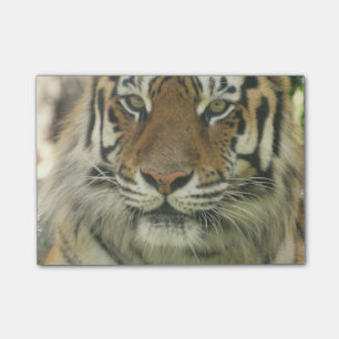 Sumatran Tiger Post-it Klebezettel
