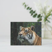 Sumatran Tiger Postcard Postkarte (Stehend Vorderseite)