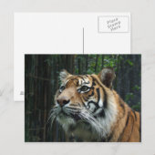 Sumatran Tiger Postcard Postkarte (Vorne/Hinten)