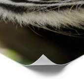 Sumatran Tiger Poster (Ecke)