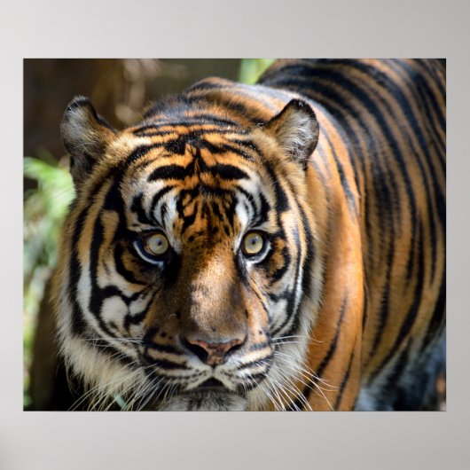 Sumatran Tiger Poster (Vorne)