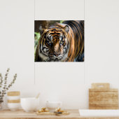 Sumatran Tiger Poster (Küche)