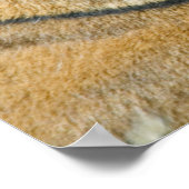 Sumatran Tiger Poster (Ecke)