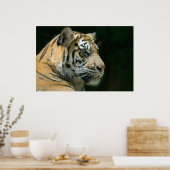 Sumatran Tiger Poster (Küche)