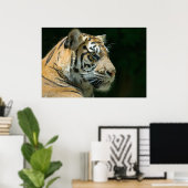 Sumatran Tiger Poster (Heimbüro)