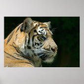 Sumatran Tiger Poster (Vorne)