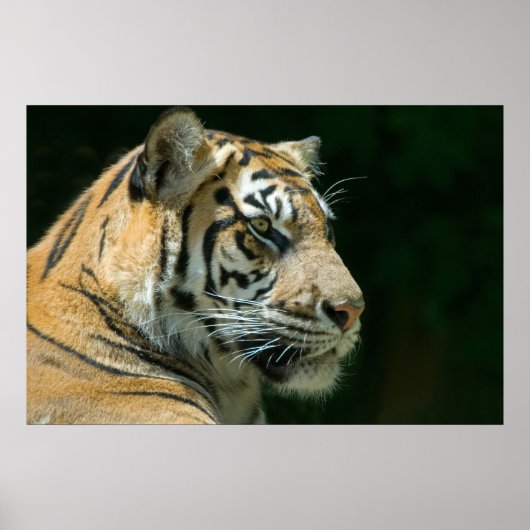 Sumatran Tiger Poster (Vorne)