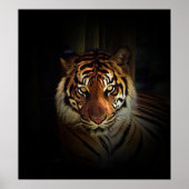 Sumatran Tiger Poster Print (Vorne)