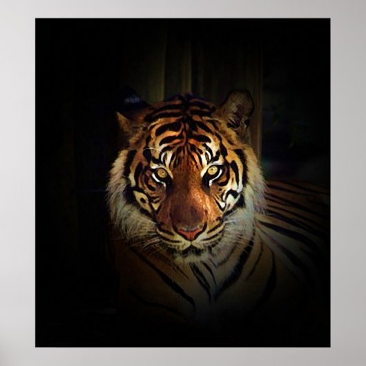 Sumatran Tiger Poster Print (Vorne)