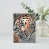 Sumatran Tiger Postkarte (Stehend Vorderseite)