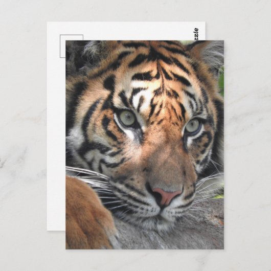 Sumatran Tiger Postkarte (Vorne/Hinten)