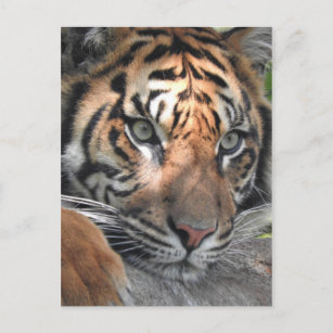 Sumatran Tiger Postkarte