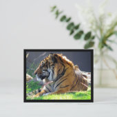 Sumatran Tiger Postkarte (Stehend Vorderseite)