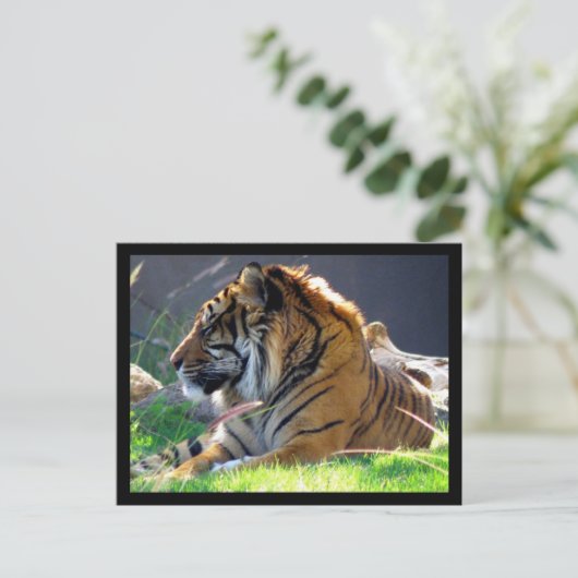 Sumatran Tiger Postkarte (Stehend Vorderseite)