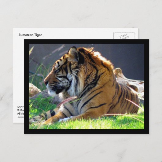 Sumatran Tiger Postkarte (Vorne/Hinten)