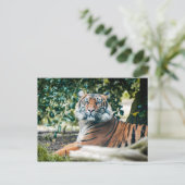 Sumatran Tiger Postkarte (Stehend Vorderseite)