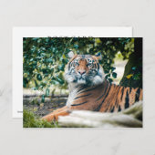 Sumatran Tiger Postkarte (Vorne/Hinten)