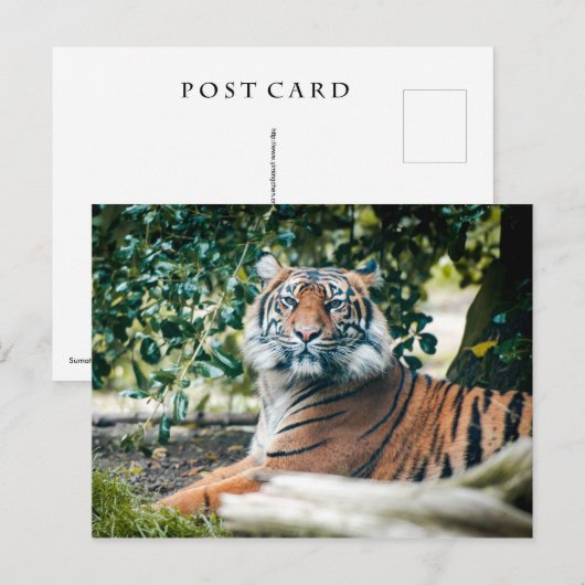 Sumatran Tiger Postkarte (Vorne/Hinten)