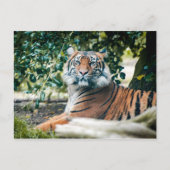 Sumatran Tiger Postkarte (Vorderseite)
