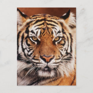 Sumatran Tiger Postkarte
