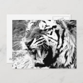 Sumatran Tiger Postkarte (Vorne/Hinten)