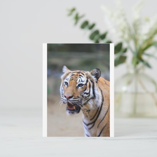 Sumatran Tiger Postkarte (Stehend Vorderseite)