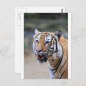 Sumatran Tiger Postkarte (Vorne/Hinten)