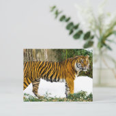 Sumatran Tiger Postkarte (Stehend Vorderseite)