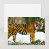 Sumatran Tiger Postkarte (Vorne/Hinten)